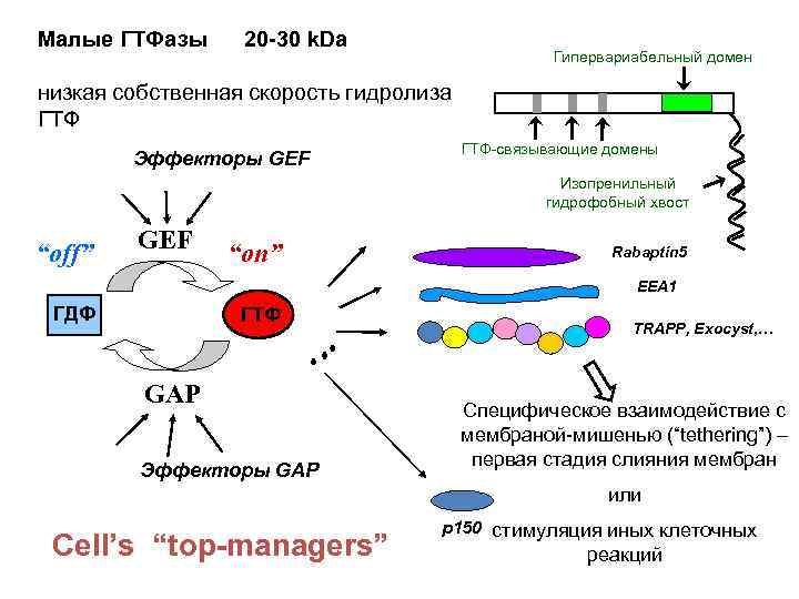 Малые ГТФазы 20 -30 k. Da Гипервариабельный домен низкая собственная скорость гидролиза ГТФ Эффекторы