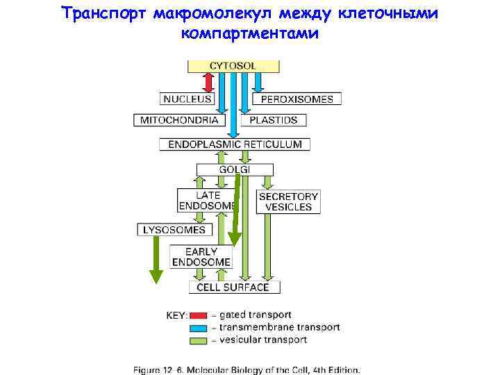 Транспорт макромолекул между клеточными компартментами 