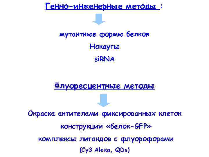 Генно-инженерные методы : мутантные формы белков Нокауты si. RNA Флуоресцентные методы Окраска антителами фиксированных