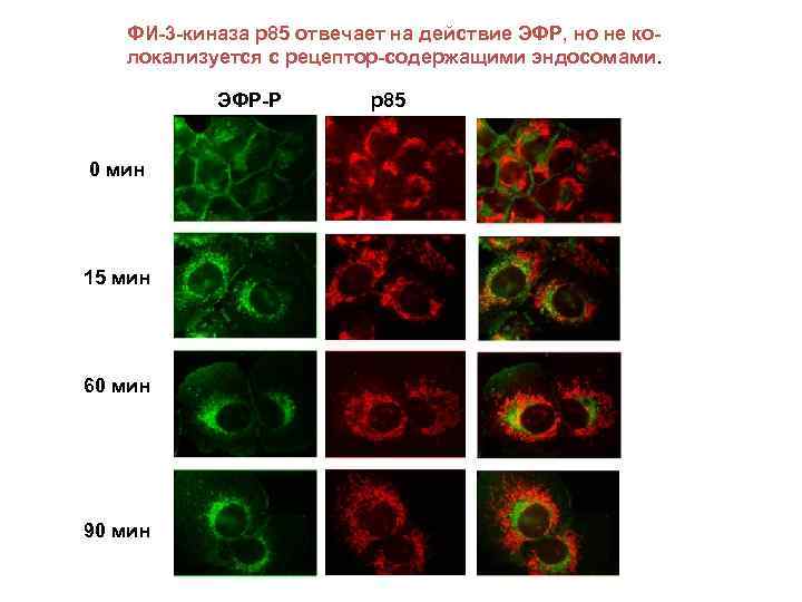 ФИ-3 -киназа р85 отвечает на действие ЭФР, но не колокализуется с рецептор-содержащими эндосомами. ЭФР-Р