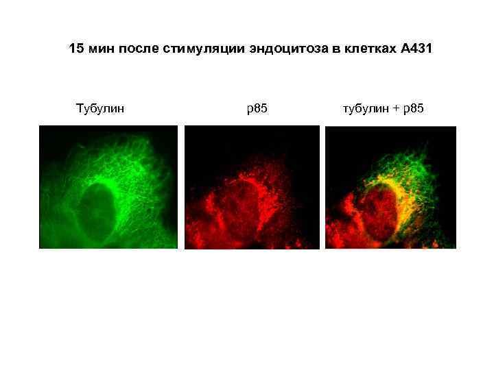 15 мин после стимуляции эндоцитоза в клетках А 431 Тубулин р85 тубулин + р85