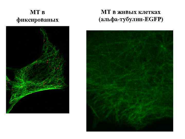 МТ в фиксированых клетках МТ в живых клетках (альфа-тубулин-EGFP) 