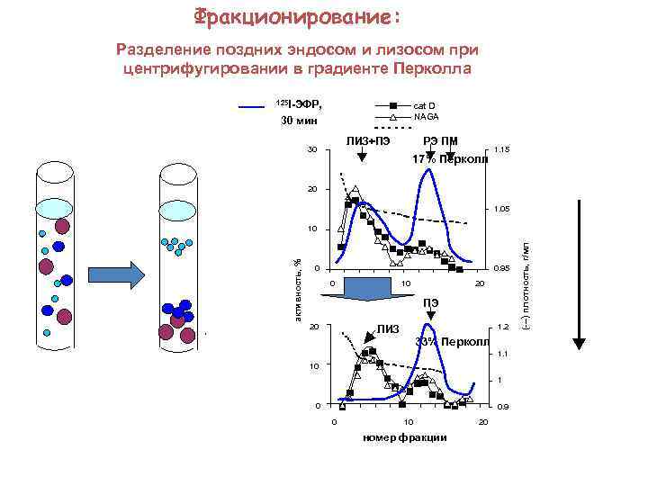 Фракционирование: Разделение поздних эндосом и лизосом при центрифугировании в градиенте Перколла 125 I-ЭФР, cat