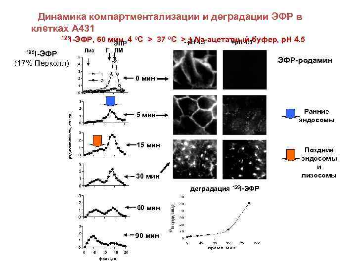 Динамика компартментализации и деградации ЭФР в клетках А 431 125 I-ЭФР, 60 мин 4