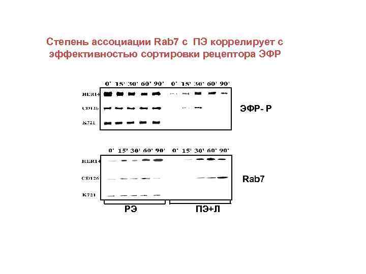 Степень ассоциации Rab 7 c ПЭ коррелирует с эффективностью сортировки рецептора ЭФР- Р Rab