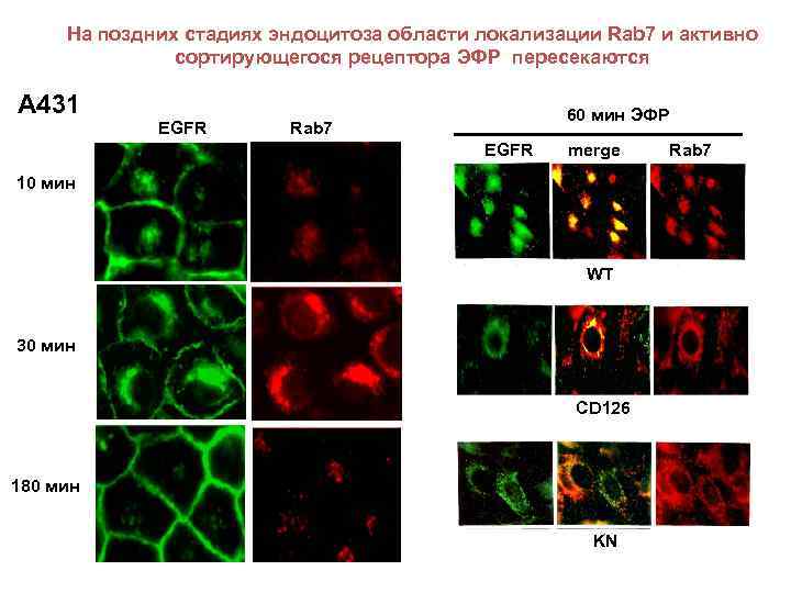На поздних стадиях эндоцитоза области локализации Rab 7 и активно сортирующегося рецептора ЭФР пересекаются