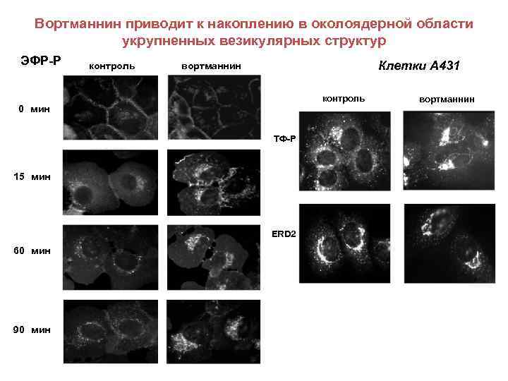 Вортманнин приводит к накоплению в околоядерной области укрупненных везикулярных структур ЭФР-Р контроль Клетки А