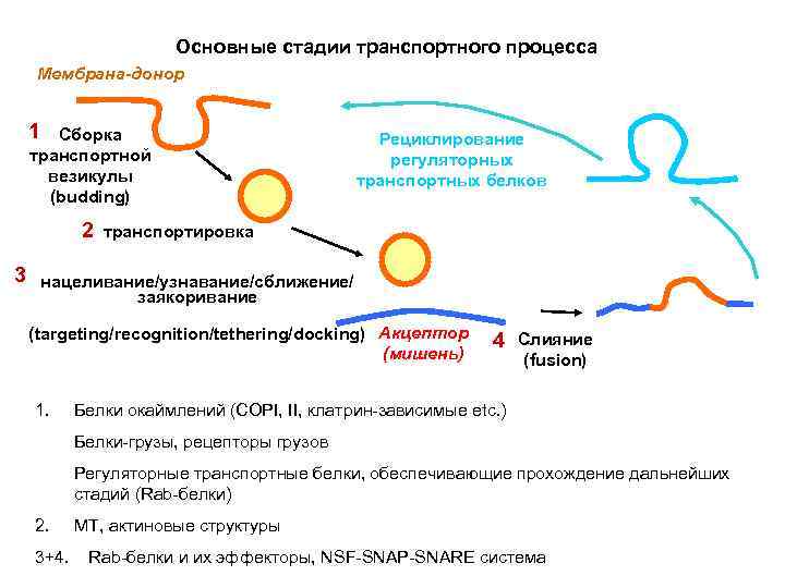Основные стадии транспортного процесса Мембрана-донор 1 Сборка транспортной везикулы (budding) 2 3 Рециклирование регуляторных