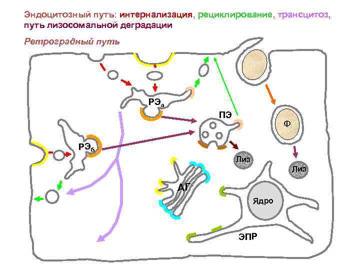 Эндоцитозный путь: интернализация, рециклирование, трансцитоз, путь лизосомальной деградации Ретроградный путь РЭа ПЭ Ф РЭб