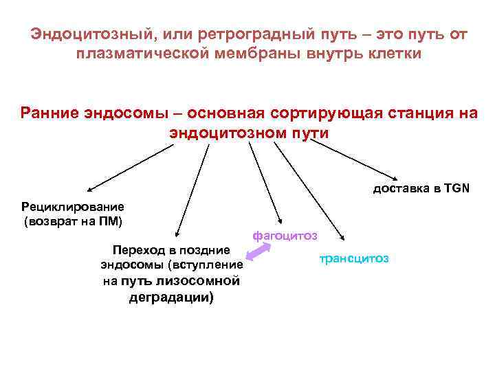 Эндоцитозный, или ретроградный путь – это путь от плазматической мембраны внутрь клетки Ранние эндосомы