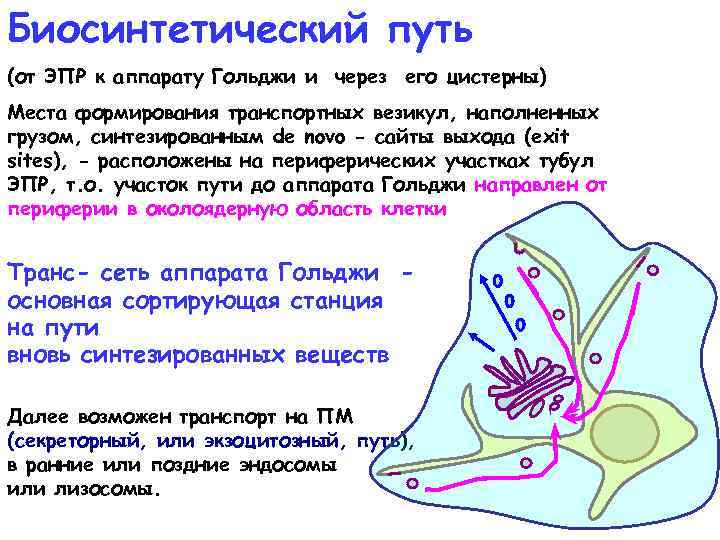Биосинтетический путь (от ЭПР к аппарату Гольджи и через его цистерны) Места формирования транспортных