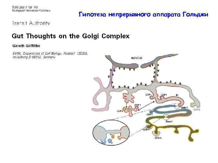 Гипотеза непрерывного аппарата Гольджи 
