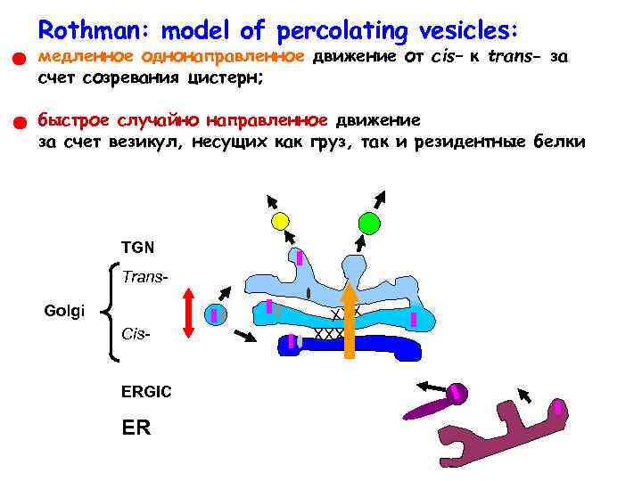 Rothman: model of percolating vesicles: медленное однонаправленное движение от cis– к trans- за счет