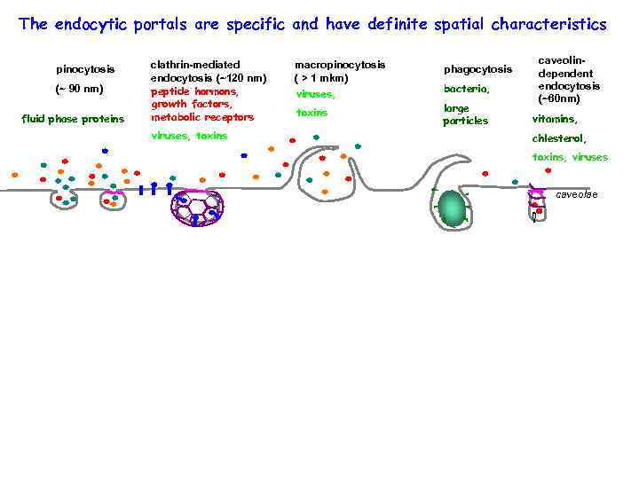 The endocytic portals are specific and have definite spatial characteristics pinocytosis (~ 90 nm)