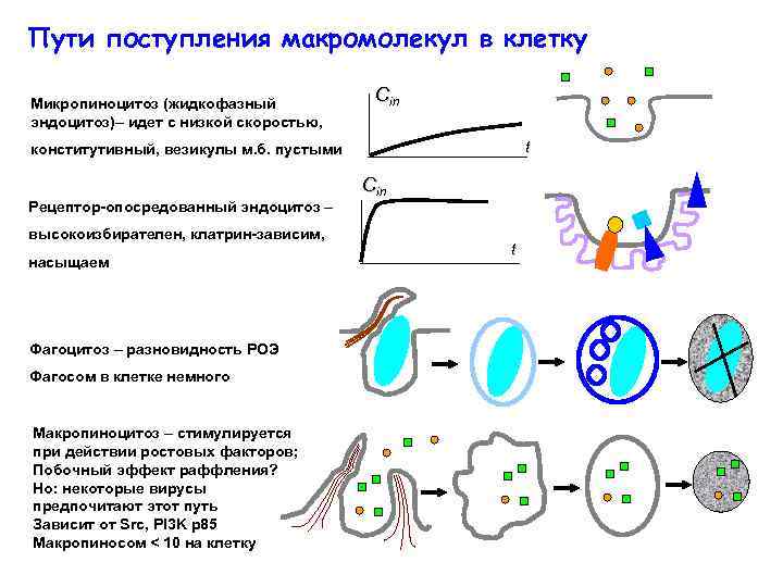 Какими путями вещества поступают в клетку рассмотрите рисунок и назовите процессы