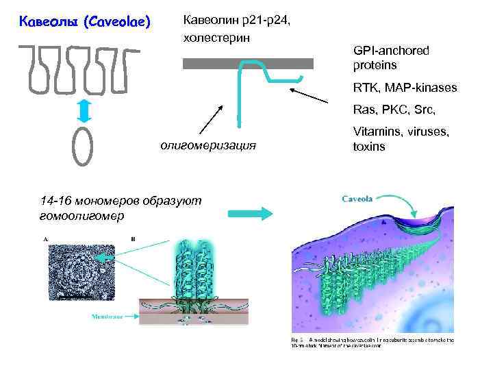 Кавеолы (Caveolae) Кавеолин р21 -р24, холестерин GPI-anchored proteins RTK, MAP-kinases Ras, PKC, Src, олигомеризация