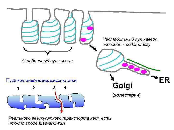 Нестабильный пул кавеол способен к эндоцитозу Cтабильный пул кавеол Плоские эндотелиальные клетки 1 2