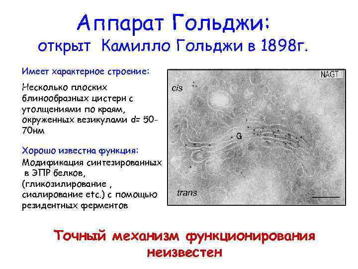 Аппарат Гольджи: открыт Камилло Гольджи в 1898 г. Имеет характерное строение: Несколько плоских блинообразных