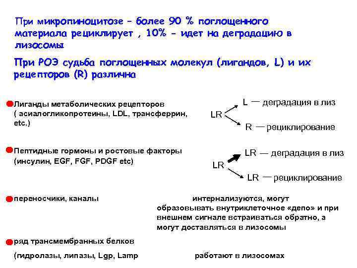 При микропиноцитозе – более 90 % поглощенного материала рециклирует , 10% - идет на