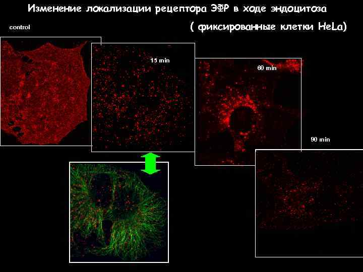 Изменение локализации рецептора ЭФР в ходе эндоцитоза ( фиксированные клетки He. La) control 15