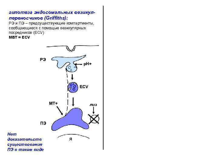 гипотеза эндосомальных везикулпереносчиков (Griffiths): РЭ и ПЭ – предсуществующие компартменты, сообщающиеся с помощью везикулярных