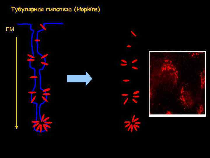 Тубулярная гипотеза (Hopkins) ПМ 