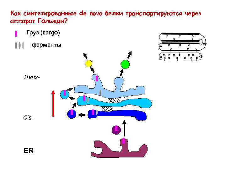 Как синтезированные de novo белки транспортируются через аппарат Гольжди? Груз (cargo) ферменты Trans- ХХХ