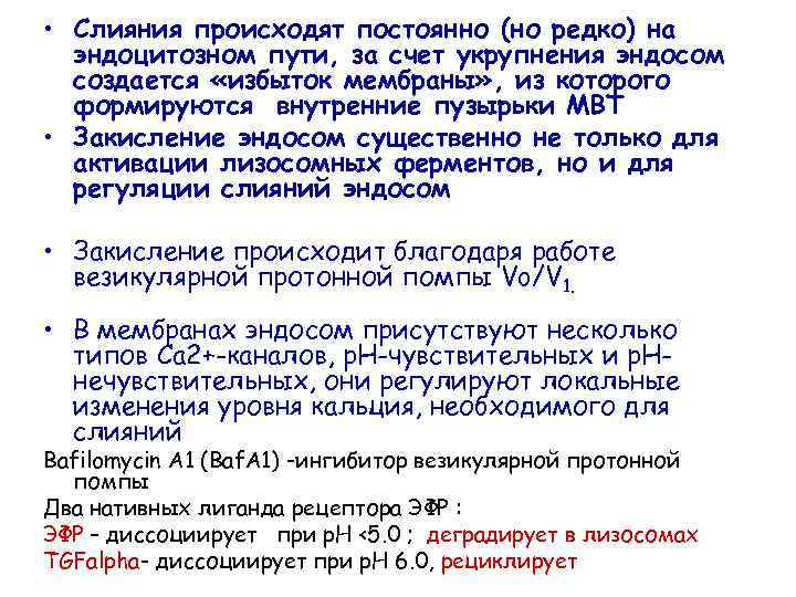  • Слияния происходят постоянно (но редко) на эндоцитозном пути, за счет укрупнения эндосом