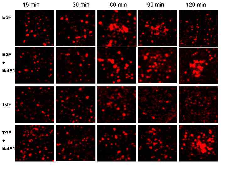 15 min EGF + Baf. A 1 TGF + Baf. A 1 30 min