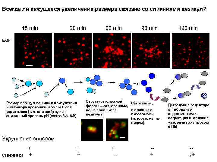 Всегда ли кажущееся увеличение размера связано со слияниями везикул? 15 min 30 min 60
