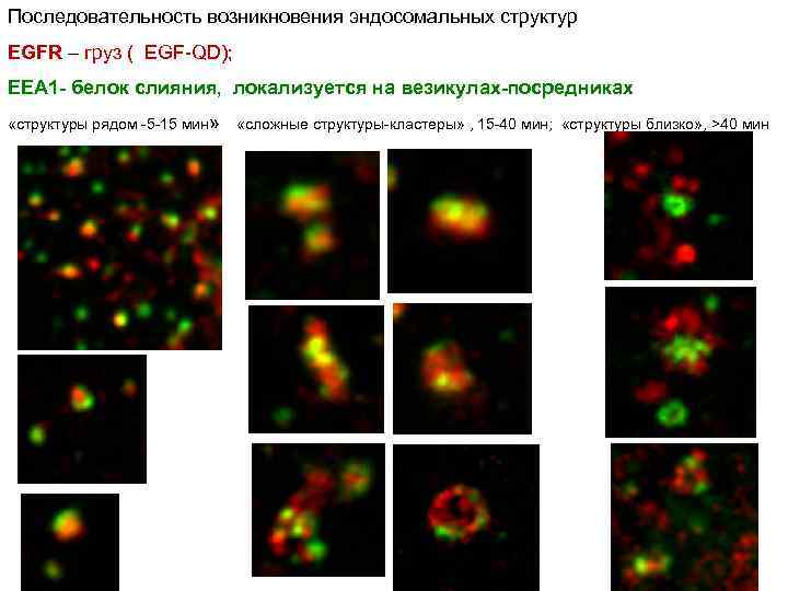 Последовательность возникновения эндосомальных структур EGFR – груз ( EGF-QD); EEA 1 - белок слияния,