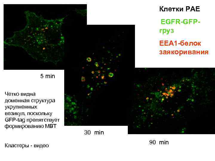 Клетки РАЕ EGFR-GFPгруз EEA 1 -белок заякоривания 5 min Четко видна доменная структура укрупненных