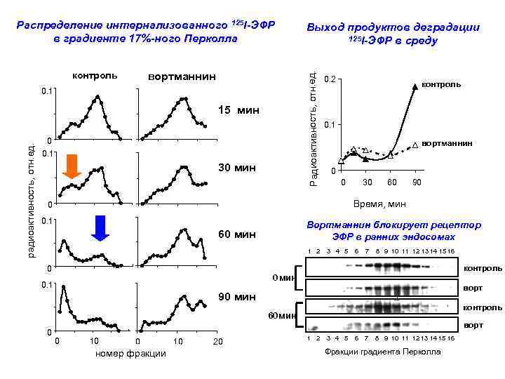 контроль вортманнин 0. 1 15 мин радиоактивность, отн. ед. Выход продуктов деградации 125 I-ЭФР