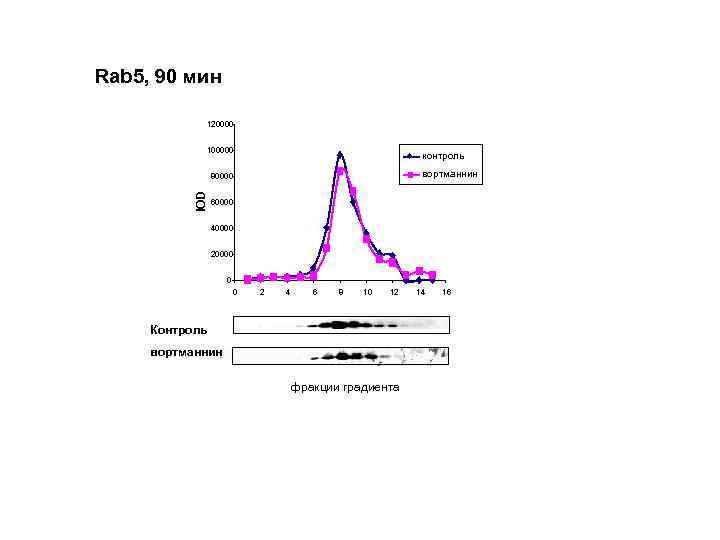 Rab 5, 90 мин 120000 100000 контроль вортманнин IOD 80000 60000 40000 20000 0
