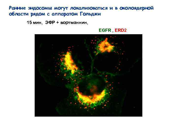 Ранние эндосомы могут локализоваться и в околоядерной области рядом с аппаратом Гольджи 15 мин,