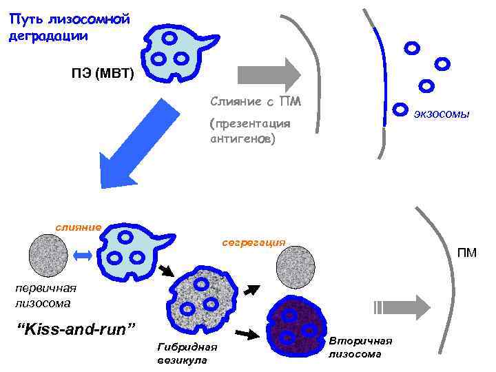 Путь лизосомной деградации ПЭ (МВТ) Слияние с ПМ экзосомы (презентация антигенов) слияние сегрегация ПМ