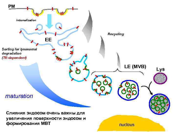 PM internalization Recycling EE Sorting for lysosomal degradation (ТК-dependent) LE (МVB) maturation Слияния эндосом