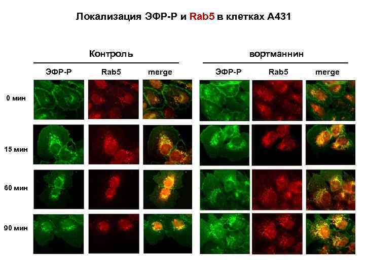 Локализация ЭФР-Р и Rab 5 в клетках А 431 Контроль ЭФР-Р 0 мин 15