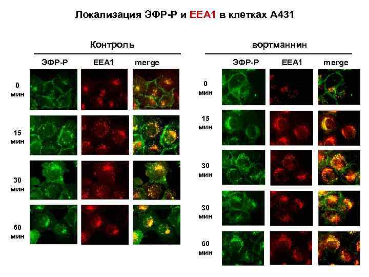 Локализация ЭФР-Р и ЕЕА 1 в клетках А 431 Контроль ЭФР-Р 0 мин 15