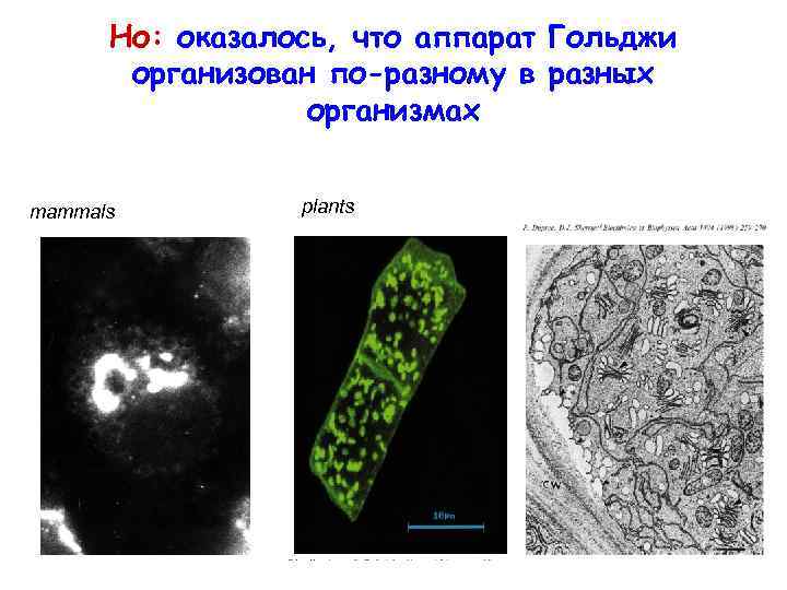 Но: оказалось, что аппарат Гольджи организован по-разному в разных организмах plants mammals ERD 2