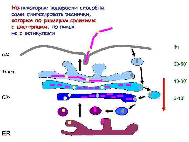Но: некоторые водоросли способны сами синтезировать реснички, которые по размерам сравнимы с цистернами, но