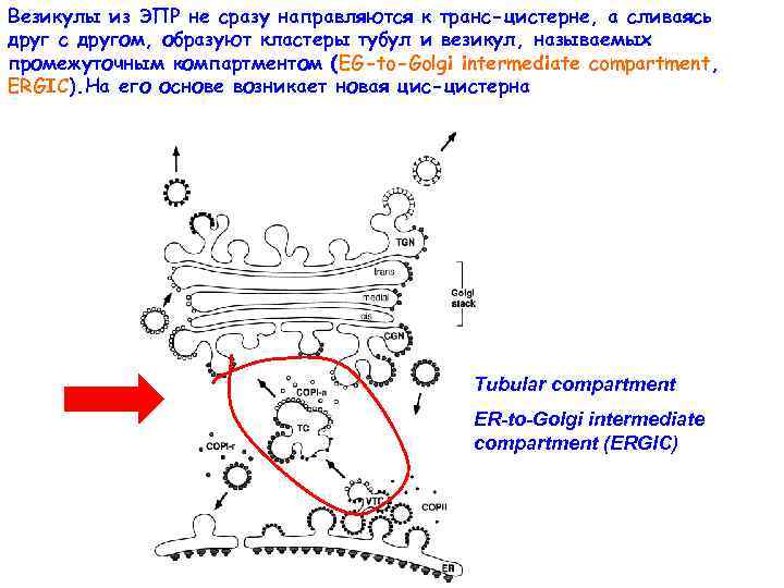 4 везикула. Везикула строение. Цистерны ЭПР. Газовая везикула схема. Тонкая структура ЭПР картинка.