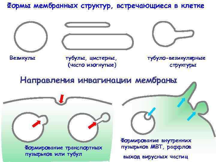 Формы мембранных структур, встречающиеся в клетке Везикулы тубулы, цистерны, (часто изогнутые) тубуло-везикулярные структуры Направления