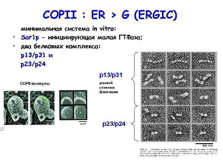 COPII : ER > G (ERGIC) минимальная система in vitro: • Sar 1 p