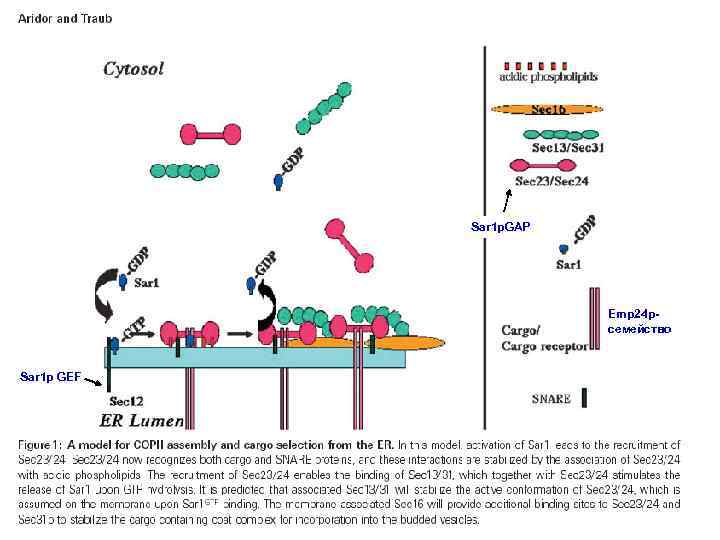 Sar 1 p. GAP Emp 24 pсемейство Sar 1 p GEF 