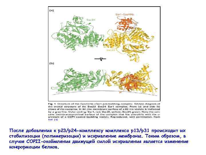 После добавления к р23/р24 -комплексу комплекса р13/р31 происходит их стабилизация (полимеризация) и искривление мембраны.