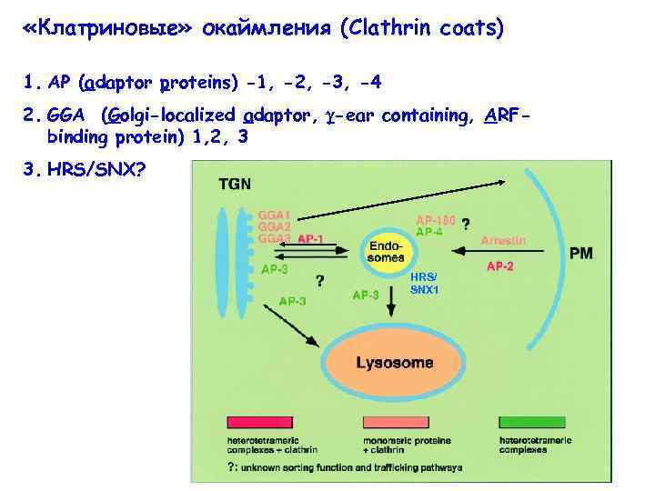  «Клатриновые» окаймления (Clathrin coats) 1. АР (adaptor proteins) -1, -2, -3, -4 2.
