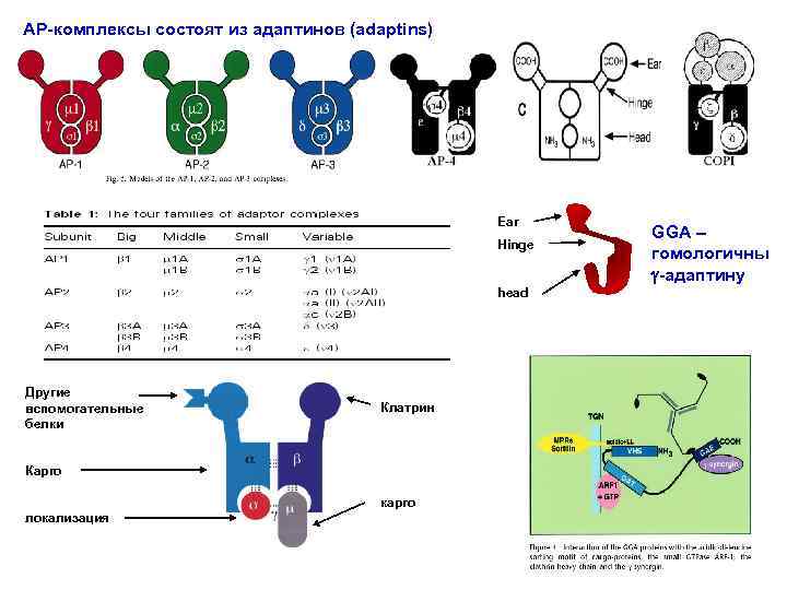 AP-комплексы состоят из адаптинов (adaptins) Клатриновые окаймления Ear Hinge head Другие вспомогательные белки Клатрин