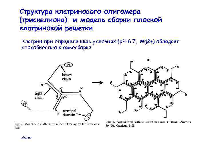 Клензит и базирон схема