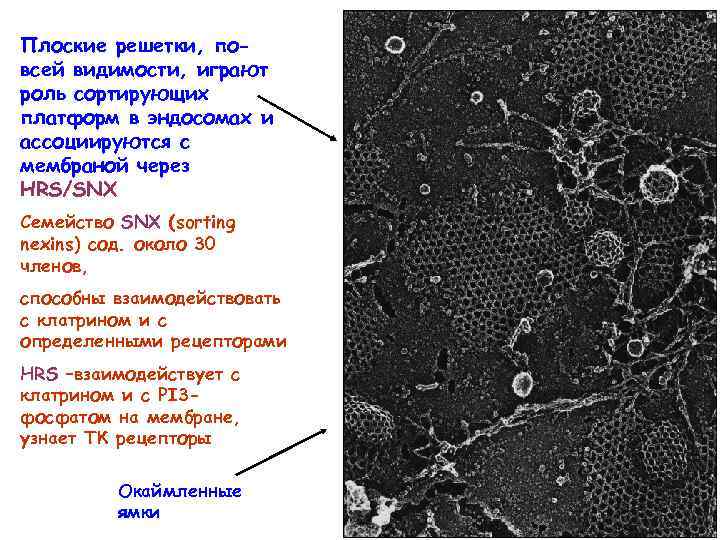 Плоские решетки, повсей видимости, играют роль сортирующих платформ в эндосомах и ассоциируются с мембраной